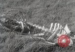 Image of drought scenes in Hailar Mongoia, 1932, second 51 stock footage video 65675025068
