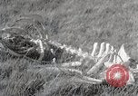 Image of drought scenes in Hailar Mongoia, 1932, second 53 stock footage video 65675025068