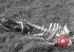 Image of drought scenes in Hailar Mongoia, 1932, second 54 stock footage video 65675025068