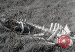 Image of drought scenes in Hailar Mongoia, 1932, second 55 stock footage video 65675025068