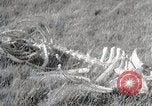 Image of drought scenes in Hailar Mongoia, 1932, second 56 stock footage video 65675025068