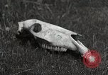 Image of drought scenes in Hailar Mongoia, 1932, second 60 stock footage video 65675025068