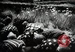 Image of extreme Nationalism in Japanese school Japan, 1945, second 21 stock footage video 65675025076