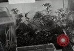 Image of Students doing assembly work Japan, 1945, second 59 stock footage video 65675025079