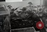Image of Students doing assembly work Japan, 1945, second 61 stock footage video 65675025079