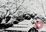Immagine di Tre zone di foreste in Giappone Giappone, 1938, secondo 8 filmato di repertorio 65675025095