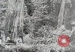 Immagine di Tre zone di foreste in Giappone Giappone, 1938, secondo 11 filmato di repertorio 65675025095