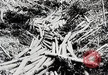 Immagine di Tre zone di foreste in Giappone Giappone, 1938, secondo 15 filmato di repertorio 65675025095