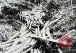Immagine di Tre zone di foreste in Giappone Giappone, 1938, secondo 16 filmato di repertorio 65675025095