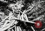 Immagine di Tre zone di foreste in Giappone Giappone, 1938, secondo 17 filmato di repertorio 65675025095
