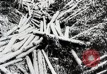 Immagine di Tre zone di foreste in Giappone Giappone, 1938, secondo 18 filmato di repertorio 65675025095