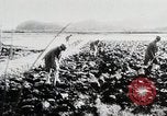 Immagine di La produzione di cibo in Giappone Giappone, 1938, secondo 13 filmato di repertorio 65675025096