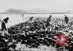 Immagine di La produzione di cibo in Giappone Giappone, 1938, secondo 14 filmato di repertorio 65675025096