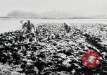 Immagine di La produzione di cibo in Giappone Giappone, 1938, secondo 16 filmato di repertorio 65675025096