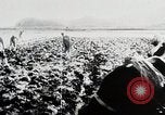 Immagine di La produzione di cibo in Giappone Giappone, 1938, secondo 18 filmato di repertorio 65675025096