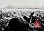 Immagine di La produzione di cibo in Giappone Giappone, 1938, secondo 19 filmato di repertorio 65675025096