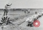 Immagine di La produzione di cibo in Giappone Giappone, 1938, secondo 20 filmato di repertorio 65675025096