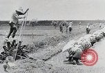 Immagine di La produzione di cibo in Giappone Giappone, 1938, secondo 21 filmato di repertorio 65675025096