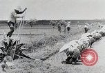 Immagine di La produzione di cibo in Giappone Giappone, 1938, secondo 22 filmato di repertorio 65675025096