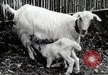 Immagine di Famiglia rurale in Giappone Giappone, 1934, secondo 60 filmato di repertorio 65675025107