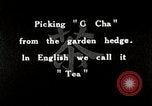 Standbild japanische Frauen pick Tee Blätter Japan, 1934, aus Sekunde 4 historischem Filmmaterial Videoclip 65675025108