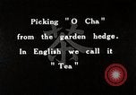 Standbild japanische Frauen pick Tee Blätter Japan, 1934, aus Sekunde 8 historischem Filmmaterial Videoclip 65675025108