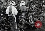 Standbild japanische Frauen pick Tee Blätter Japan, 1934, aus Sekunde 16 historischem Filmmaterial Videoclip 65675025108