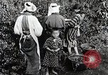 Standbild japanische Frauen pick Tee Blätter Japan, 1934, aus Sekunde 17 historischem Filmmaterial Videoclip 65675025108