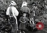 Standbild japanische Frauen pick Tee Blätter Japan, 1934, aus Sekunde 18 historischem Filmmaterial Videoclip 65675025108