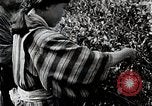 Standbild japanische Frauen pick Tee Blätter Japan, 1934, aus Sekunde 27 historischem Filmmaterial Videoclip 65675025108