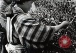 Standbild japanische Frauen pick Tee Blätter Japan, 1934, aus Sekunde 28 historischem Filmmaterial Videoclip 65675025108
