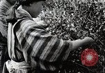 Standbild japanische Frauen pick Tee Blätter Japan, 1934, aus Sekunde 29 historischem Filmmaterial Videoclip 65675025108