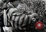 Standbild japanische Frauen pick Tee Blätter Japan, 1934, aus Sekunde 30 historischem Filmmaterial Videoclip 65675025108