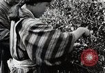 Standbild japanische Frauen pick Tee Blätter Japan, 1934, aus Sekunde 31 historischem Filmmaterial Videoclip 65675025108