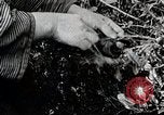 Standbild japanische Frauen pick Tee Blätter Japan, 1934, aus Sekunde 41 historischem Filmmaterial Videoclip 65675025108