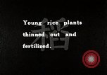 Image of Rice Farmer Japan, 1934, second 6 stock footage video 65675025110