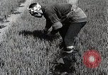 Image of Rice Farmer Japan, 1934, second 8 stock footage video 65675025110