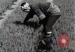 Image of Rice Farmer Japan, 1934, second 9 stock footage video 65675025110