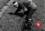 Image of Rice Farmer Japan, 1934, second 10 stock footage video 65675025110