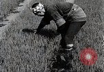 Image of Rice Farmer Japan, 1934, second 13 stock footage video 65675025110