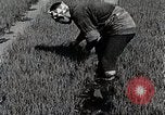 Image of Rice Farmer Japan, 1934, second 14 stock footage video 65675025110