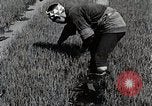 Image of Rice Farmer Japan, 1934, second 15 stock footage video 65675025110