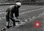 Image of Rice Farmer Japan, 1934, second 40 stock footage video 65675025110