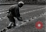 Image of Rice Farmer Japan, 1934, second 43 stock footage video 65675025110