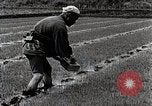 Image of Rice Farmer Japan, 1934, second 44 stock footage video 65675025110