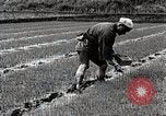 Image of Rice Farmer Japan, 1934, second 49 stock footage video 65675025110