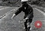 Image of Rice Farmer Japan, 1934, second 57 stock footage video 65675025110