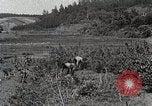 Image of Silkworm Cultivation in Japan Japan, 1934, second 10 stock footage video 65675025111