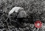 Image of Silkworm Cultivation in Japan Japan, 1934, second 17 stock footage video 65675025111