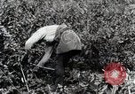 Image of Silkworm Cultivation in Japan Japan, 1934, second 18 stock footage video 65675025111